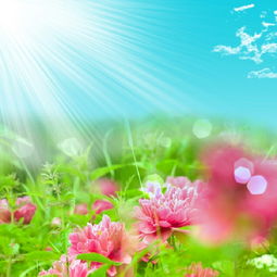  花朵图片卡通可爱，绽放的童趣与浪漫--第1张