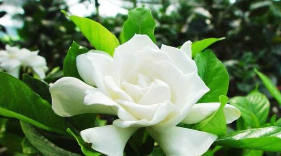  栀子花的花语和传说，栀子花的花语和浪漫传说--第1张