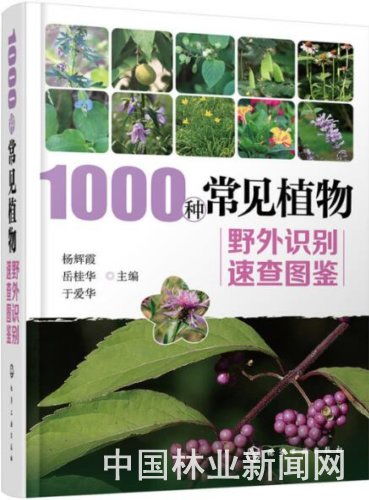  1000种植物名称图片大全--第1张