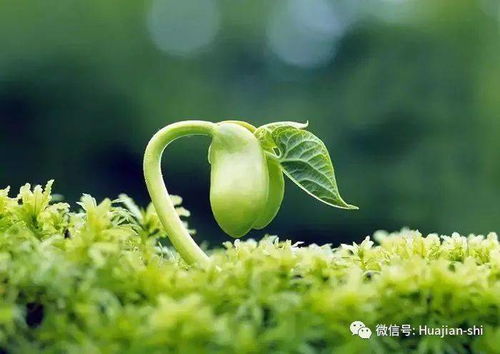  种子的生长过程--第1张