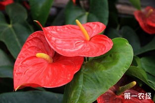  火鹤花，燃烧的生命，独特的花语，火鹤花的独特花语，燃烧的生命之歌--第1张