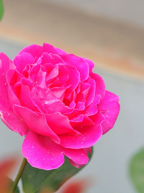  月季花几月份开花，月季花通常在春季的3月至5月之间开花。--第1张