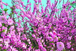  鲜花图片壁纸，让你的桌面焕发春意，鲜花图片壁纸，让你的桌面春意盎然--第1张
