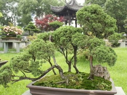  洒金千头柏园林用途，洒金千头柏园林中的美丽观赏植物--第1张