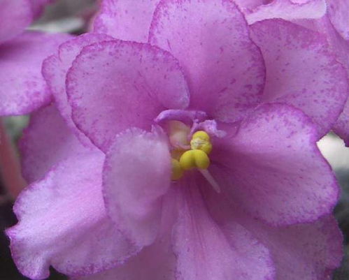  幽灵兰花的花语，神秘、纯洁与永恒的爱--第1张