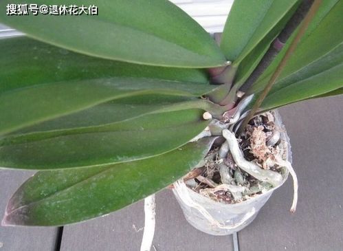 蝴蝶兰花谢后怎么处理--第1张