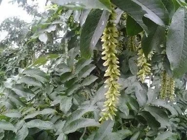  旱柳树，坚韧与美丽的象征--第1张
