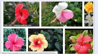  常见花卉名称图片大全，常见花卉名称及图片大全，精选花卉品种介绍--第1张