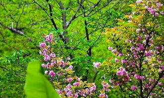  樱花的花语、寓意与象征，樱花的花语，爱情、希望与等待--第1张