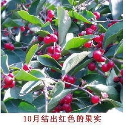  金银木百科，金银木百科，植物特性、生长环境、种植养护、应用价值等方面的知识介绍--第1张