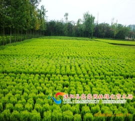  求购绿化苗木种植基地——寻找优质苗木基地，打造美丽家园--第1张