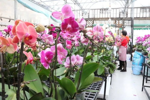  中国花卉信息网——引领花卉行业的数字化革命，中国花卉信息网，引领花卉行业的数字化革命的门户网站--第1张