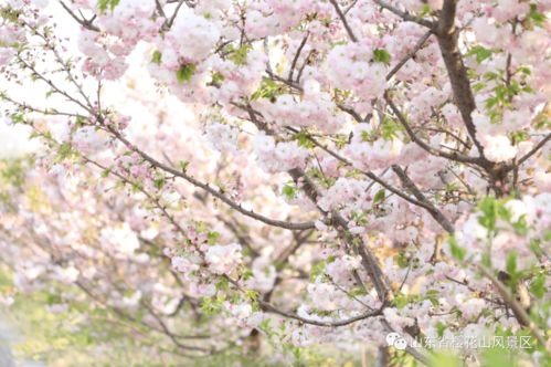  韩国的国花——美丽的山樱花--第1张