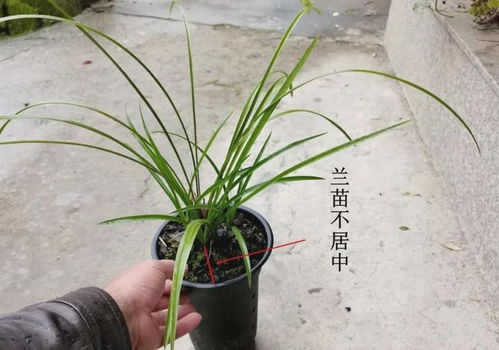  兰花的种植方法和技巧，兰花种植与养护技巧，轻松种出美丽兰花--第1张