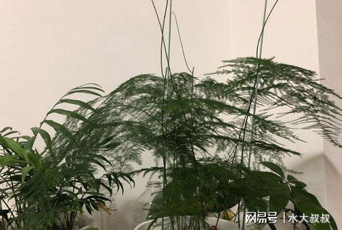 为什么家里不能养文竹