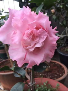  58同城订鲜花，一站式购花平台，让您的生活更美好，58同城订鲜花，让您的生活更美好，一站式购花平台--第1张