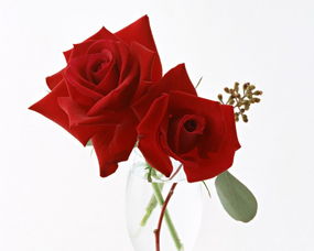  送9朵玫瑰花的含义，9朵玫瑰花，爱的承诺与感激--第1张
