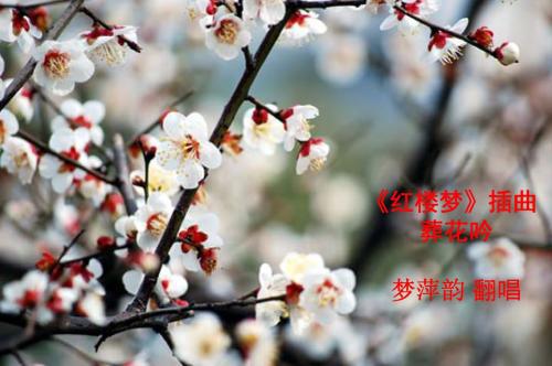  海棠花开寓意--第1张