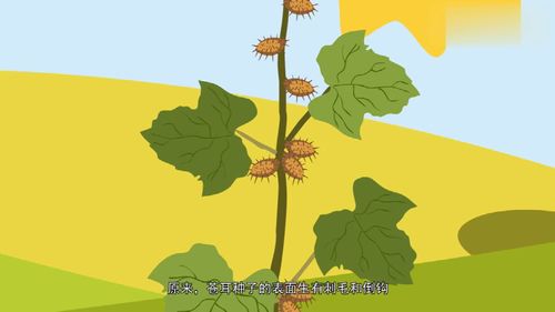  什么靠什么传播种子，植物靠什么传播种子，风力传播--第1张