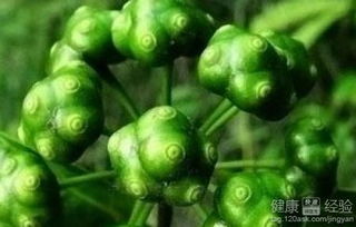 巴戟天的功效与作用_杜仲的功效与作用--第1张