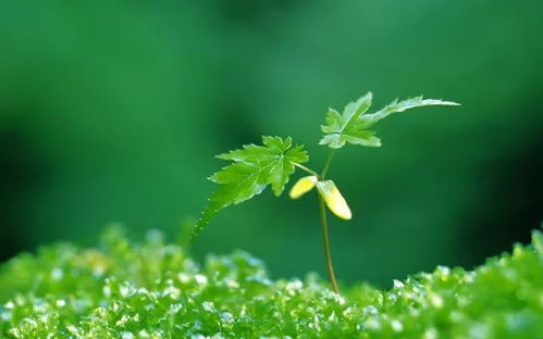  传播种子的植物，生命的奇迹与生态的纽带--第1张