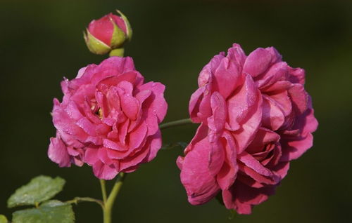  月季花语是什么，月季花语，永恒的爱与美、等待有希望的幸福--第1张