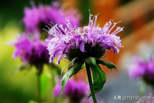  十大最香的花--第1张