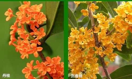  月桂花怎么养，如何养护月桂花，施肥与浇水技巧--第1张