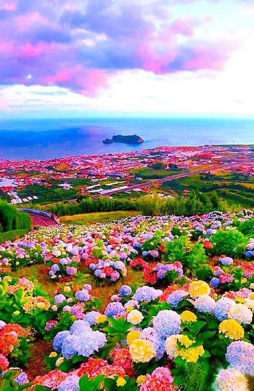  春天的百种花，绚丽多彩的花海世界，春天的花海，百种花儿的绚丽多彩之旅--第1张