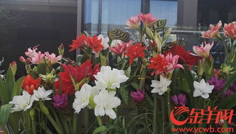  东莞鲜花批发基地，鲜花的源头与美丽之源，东莞鲜花批发基地，鲜花的源头与美丽之源的交汇点--第1张