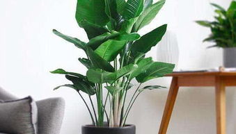  室内植物100种大盆栽图片大全--第1张