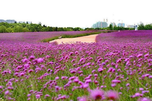  上海鲜花港，探寻城市中的一片花海--第1张