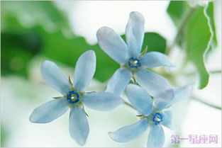  夕颜花的花语，夕颜花的花语，守护之爱、短暂而美好的陪伴。--第1张