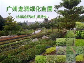  收购各种绿化大树，市场分析、选择标准、种植注意事项--第1张