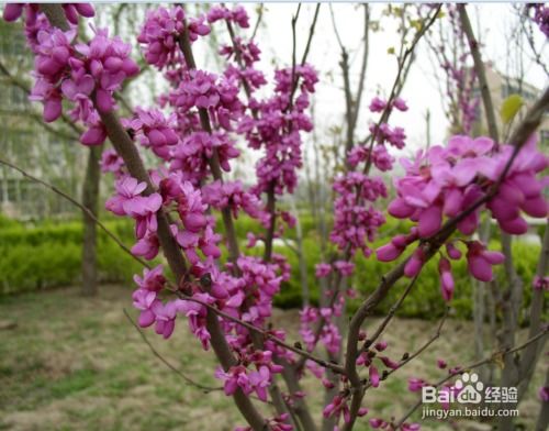  春天开的花有什么花开，春天开的花有，樱花、桃花、杏花、海棠花、牡丹花、芍药花、风信子、报春花、玉兰花、郁金香等。--第1张