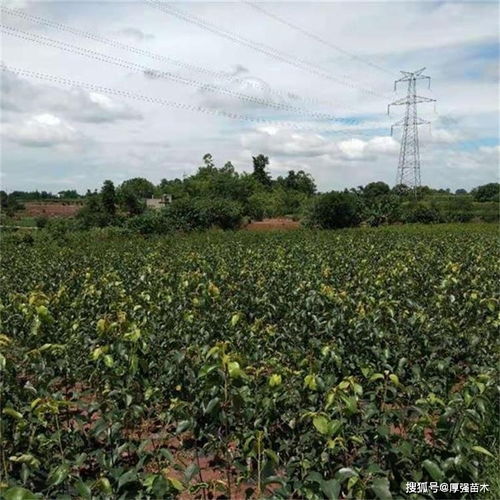  绿化苗木品种的选择与种植技巧，绿化苗木品种的选择与种植技巧，如何选择合适的苗木品种并进行种植管理--第1张