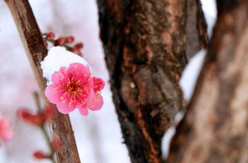  ，梅花自苦寒来，古诗中的梅花诗句大全--第1张