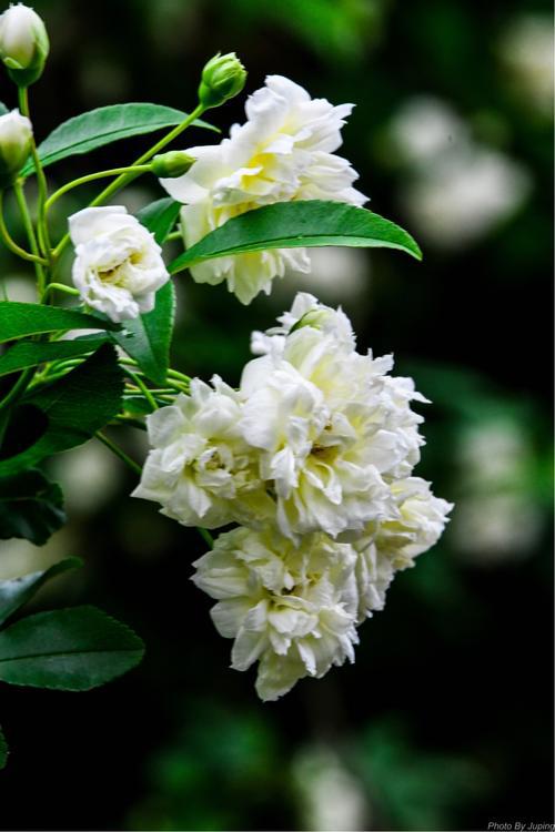  木香花图片，美丽与香气的完美结合，木香花的美艳图片，美丽与香气的完美结合--第1张