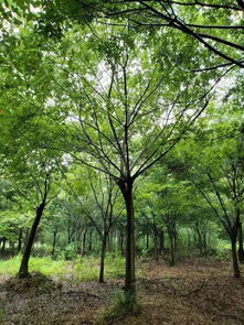  苗木网最新价格，掌握市场动态，轻松购买优质苗木--第1张