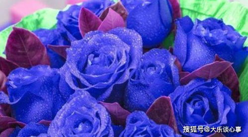  蓝色妖姬花图片欣赏--第1张