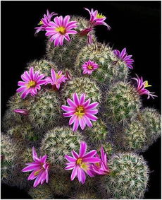  仙人掌开花的惊艳瞬间——沙漠中的生命之花，仙人掌开花的惊艳瞬间，沙漠中的生命之花--第1张