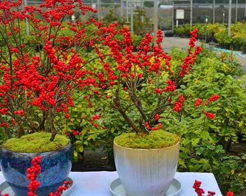  2021最火生日鲜花，2021最火生日鲜花，浪漫满分的鲜花礼盒--第1张