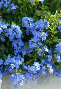  岷江蓝雪花——夏日里的清凉使者，岷江蓝雪花，夏日清凉使者--第1张