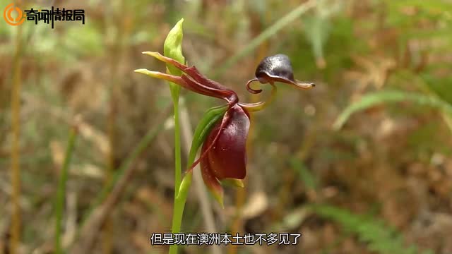  令人惊叹的全球全部花图片大全--第1张
