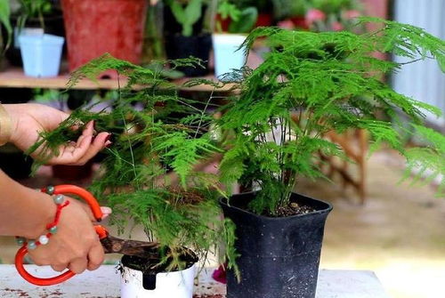  如何养文竹的小窍门，如何养护文竹的小窍门--第1张