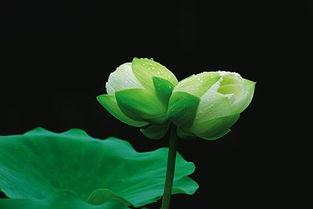  并蒂莲花的寓意，并蒂莲花的和谐与美好寓意--第1张