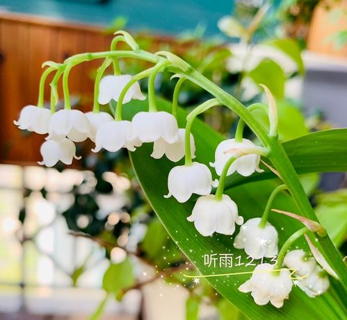  探索你的幸运花，如何轻松找到你的幸运象征--第1张