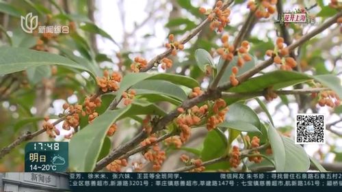  月桂树和桂花树的区别--第1张
