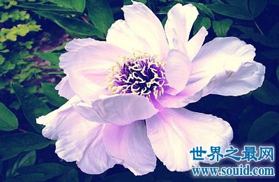  中国国花最正确之谜，中国国花最正确的谜语--第1张