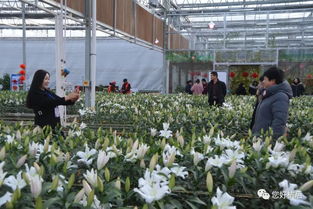  花卉市场的前景展望--第1张